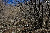 03-IL BOSCO INIZIALMENTE FITTO..